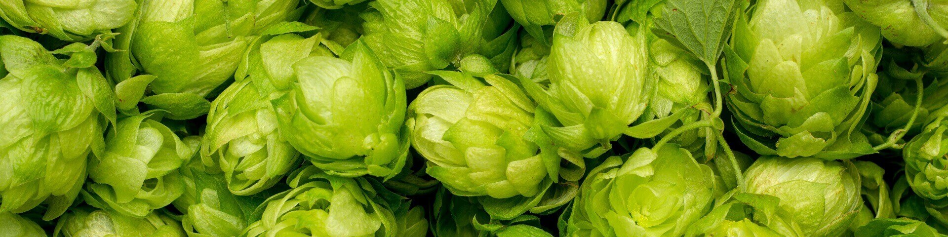 hops
