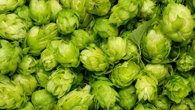 Hops clear green 640x360